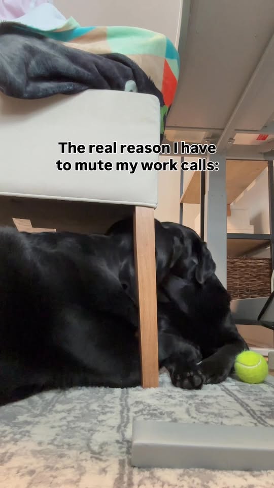 755K views · 28K reactions | Our #3 fan favorite of 2025 🥰 #blacklab #labrador #labradorretriever #lab #fblifestyle | Remi and Walter