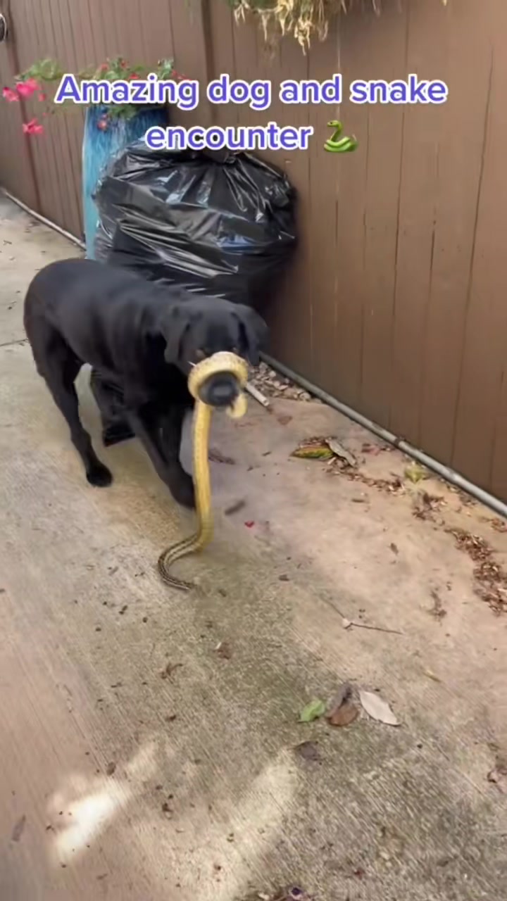 #stitch with @sdsnakeadventures2 It’s a situation Kevin. #dogs #tapem...